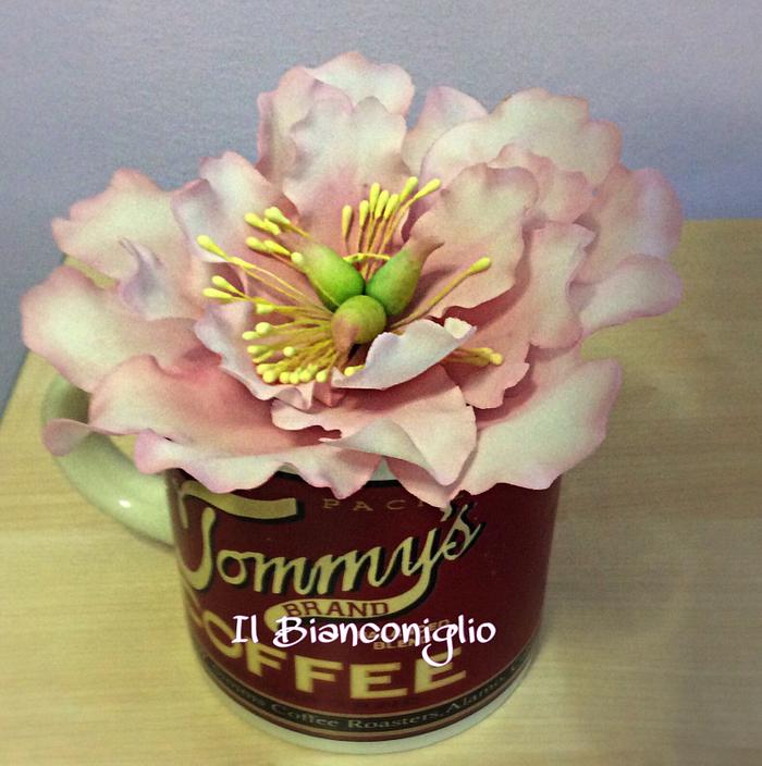 Peonia in  the cup 