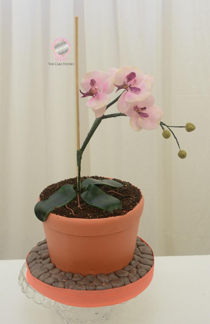 Orchids in a Pot Cake