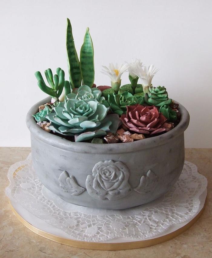 Succulent cake 