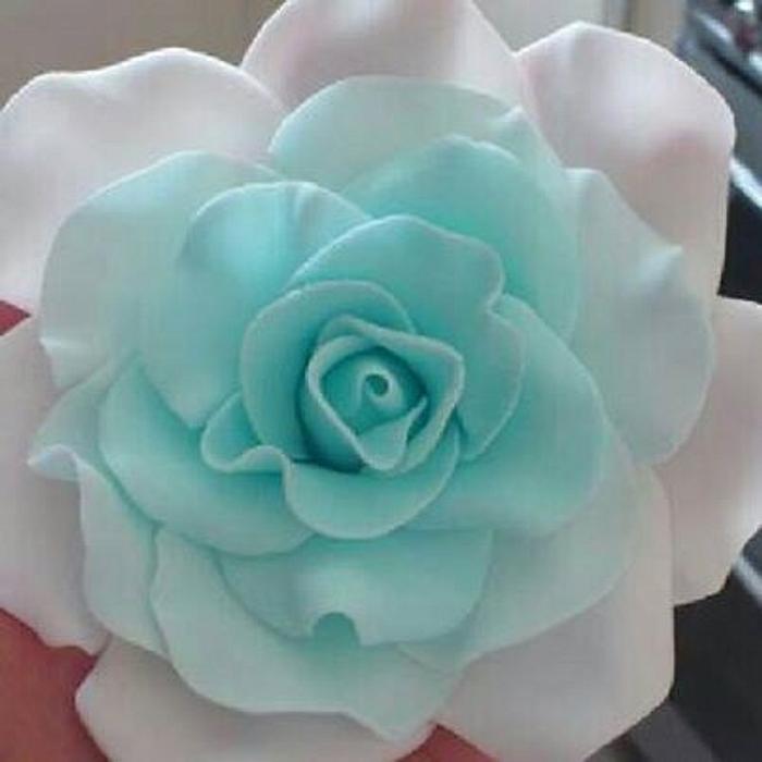 blue ombre rose