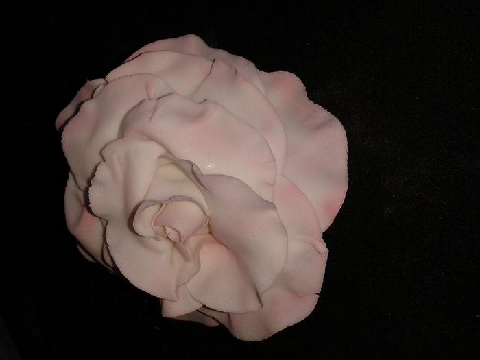 Dusky pink rose
