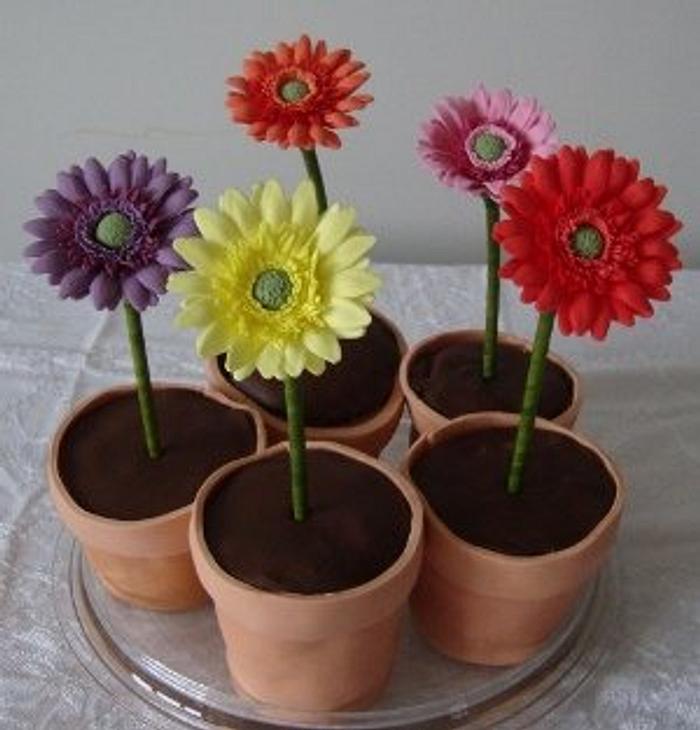 Gerbera Flower Pot Cakes