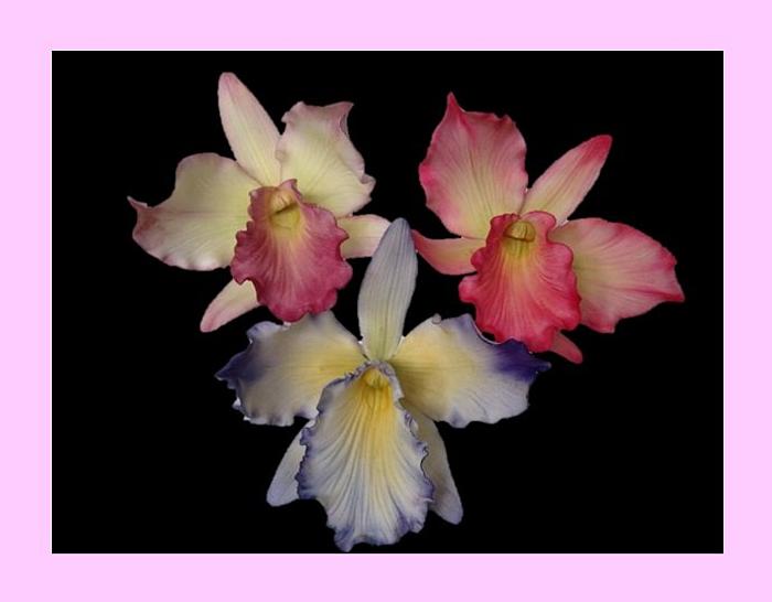 My first Cattleya Orchids 