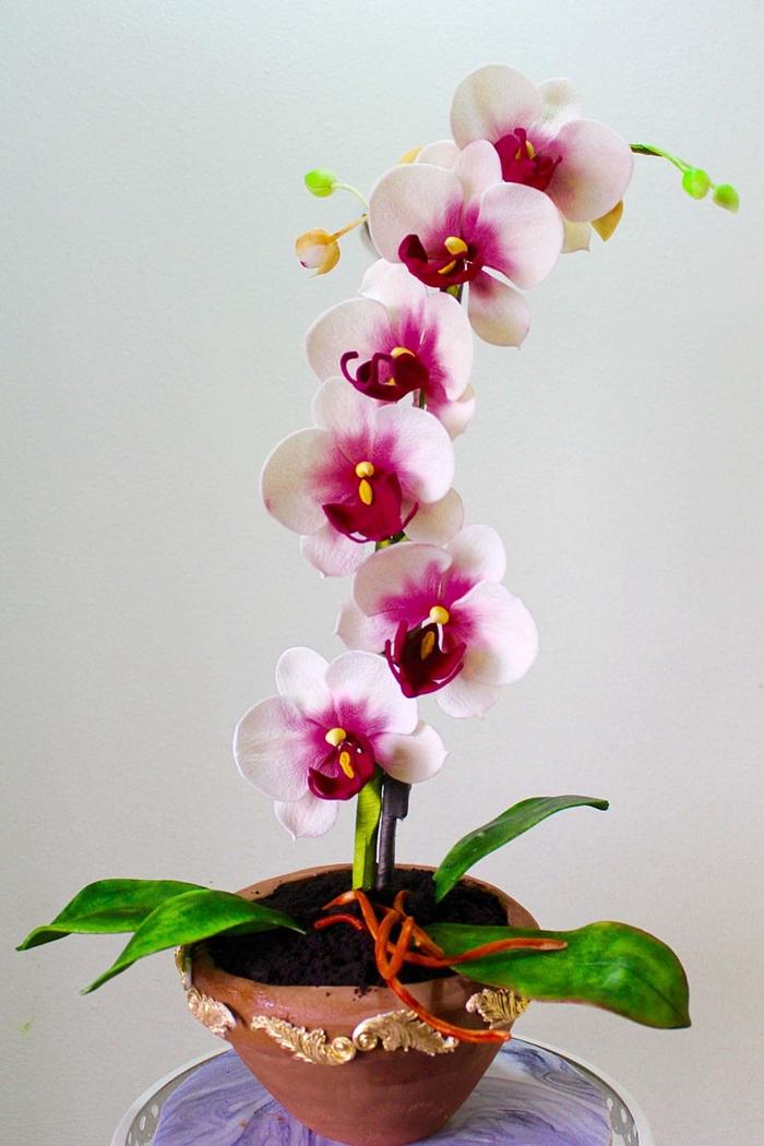 Sugar orchids in cake pot