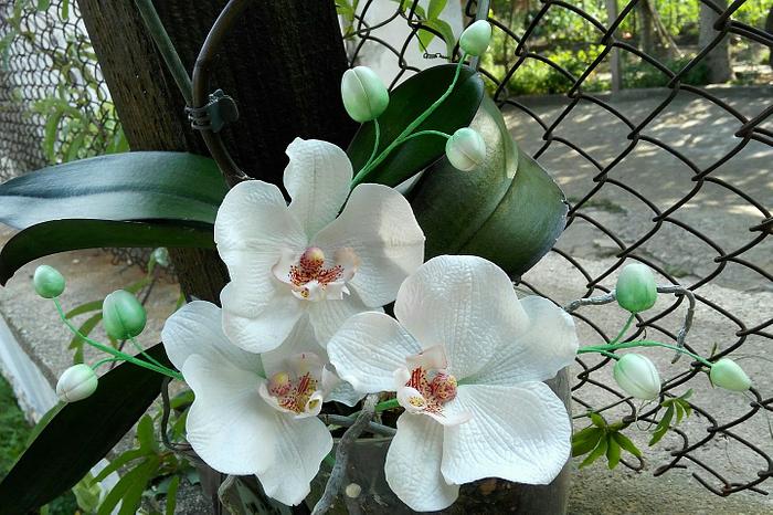 Sweet orchids