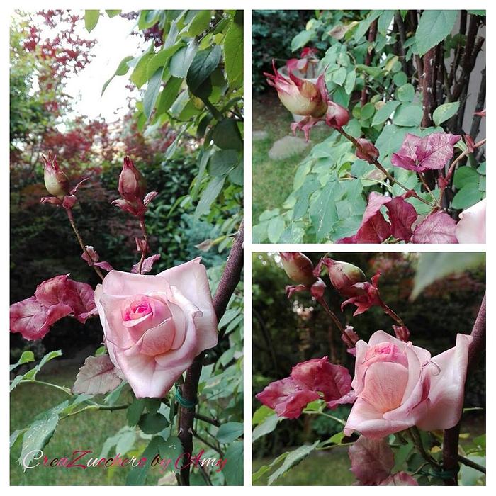 Rose and buds