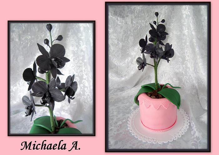 Black orchid 