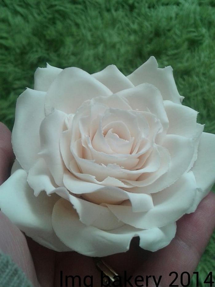 cream sugar rose