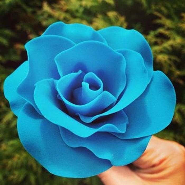 Blue Rose