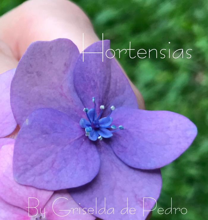 Hortensias de Azúcar 