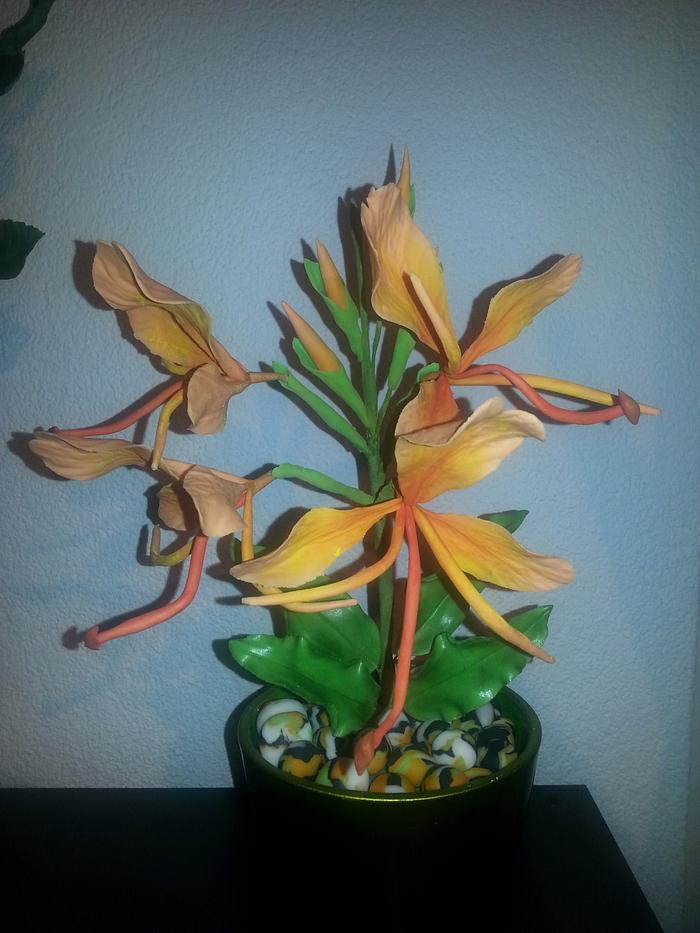 Ginger Lily