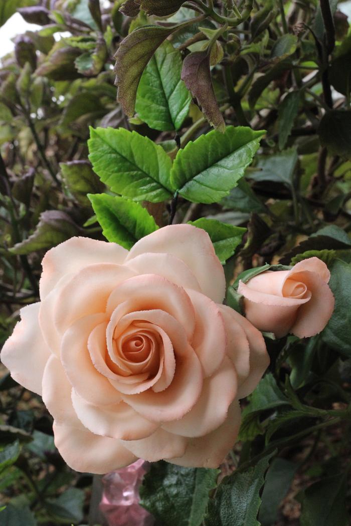 Garden Peach Rose