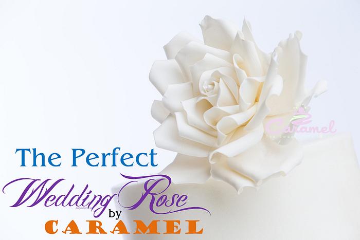 The Perfect Wedding Rose!
