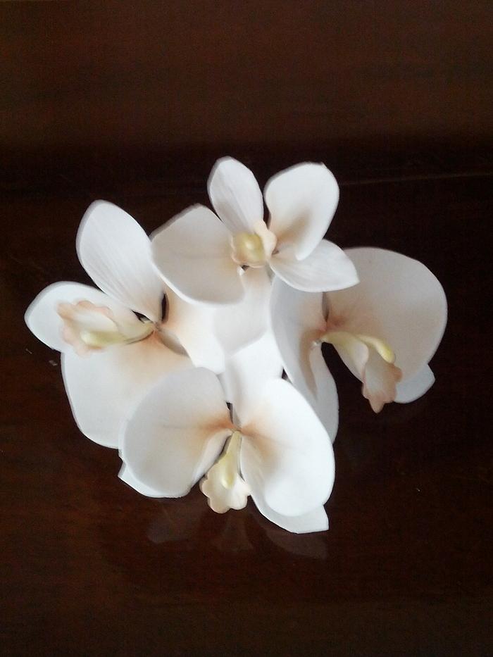 Orchid - sugar flower