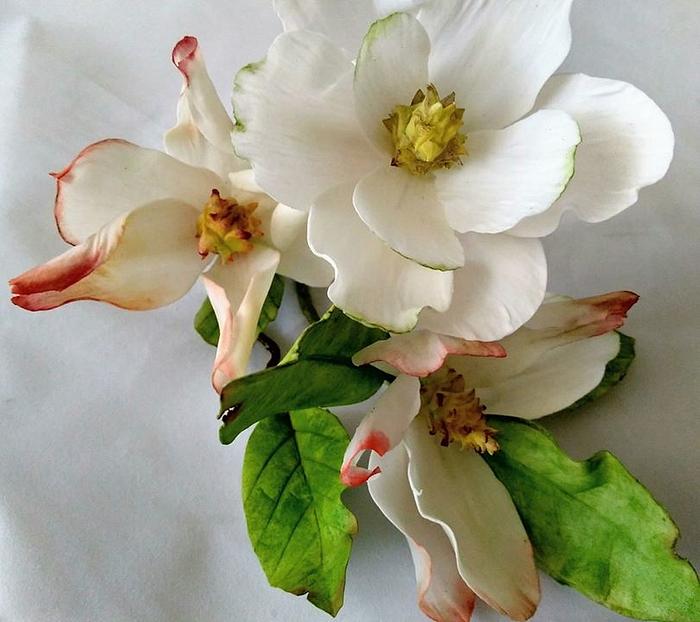 Gumpaste Magnolias