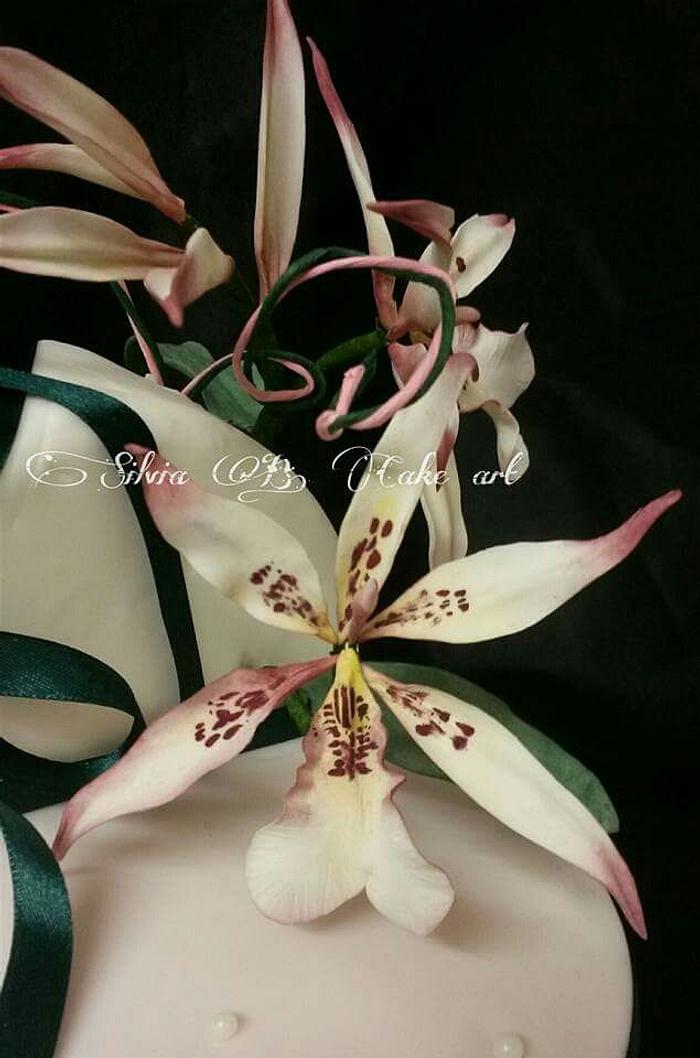 Degarmoara Orchid 