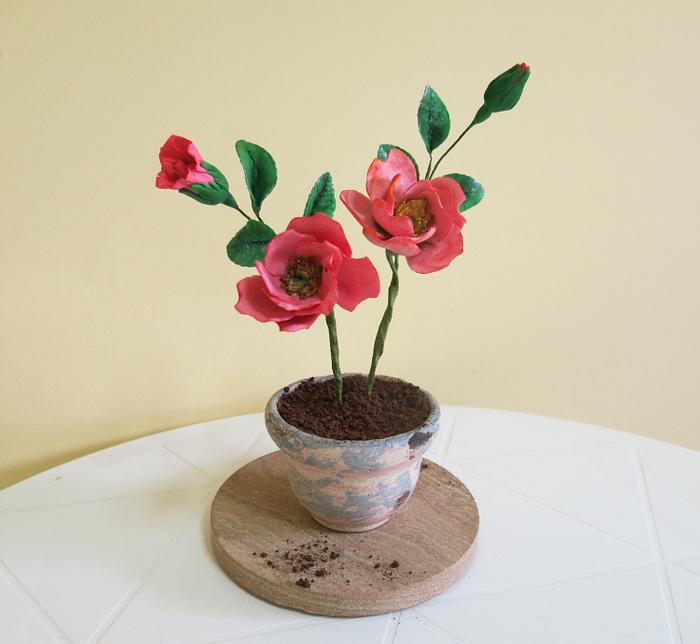 Red Garden Rose (in a handmade ceramic vase)