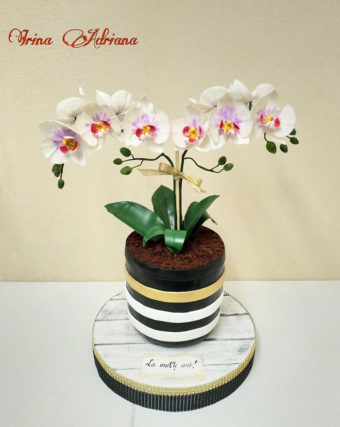 Orchid Pot  Cake