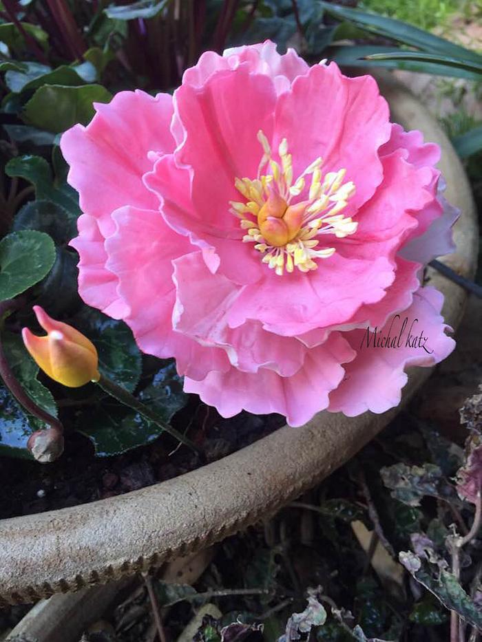 beutiful gumpaste peony