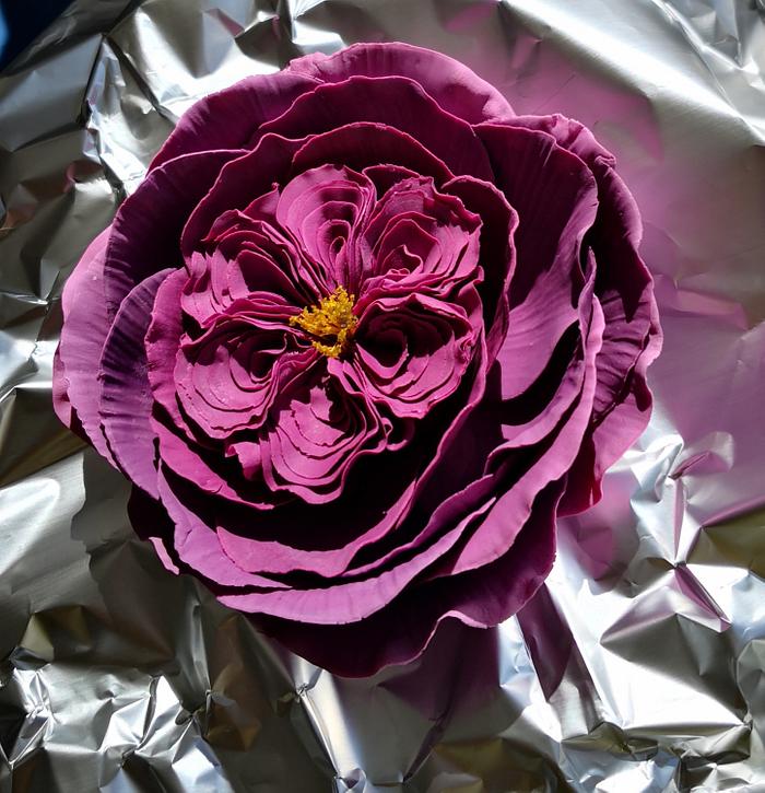 Plum English rose