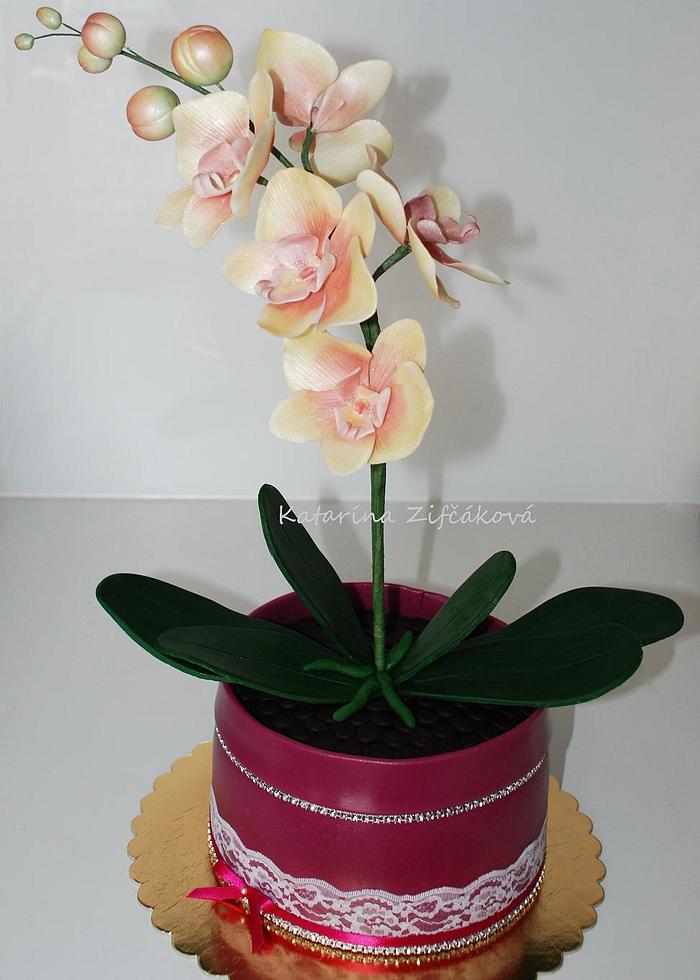 Orchid in flowerpot cake