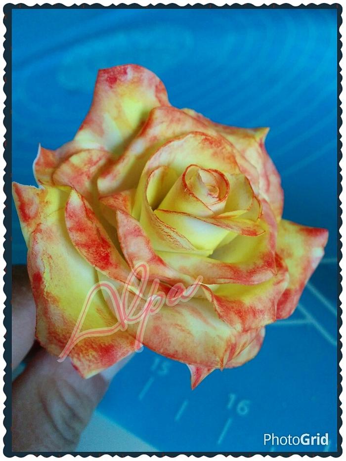 my two toned rose