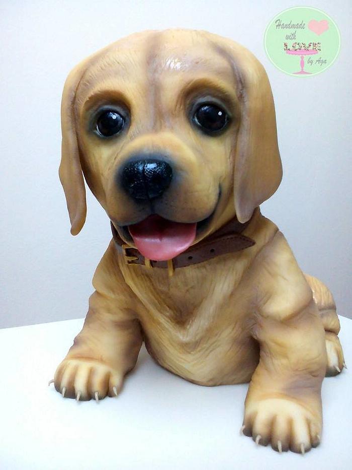 Rocky- Labrador puppy:)