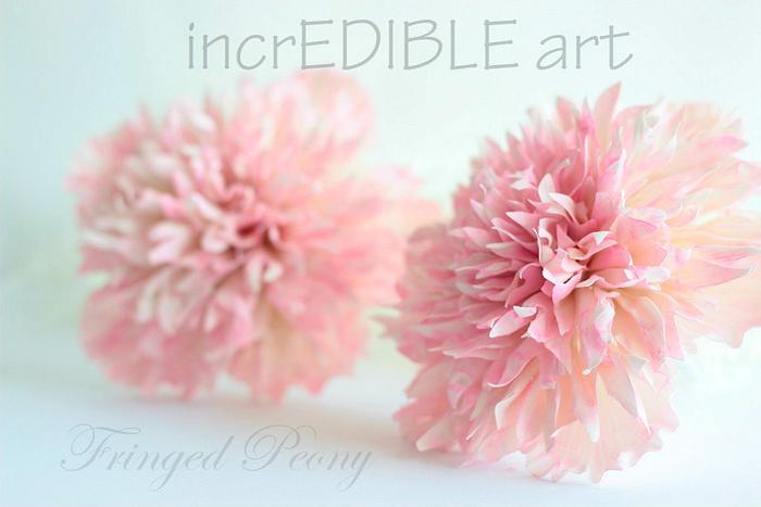 Fringed Peony in Baby Pink!