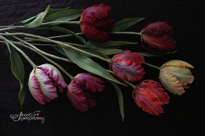 Different shades of parrot tulip