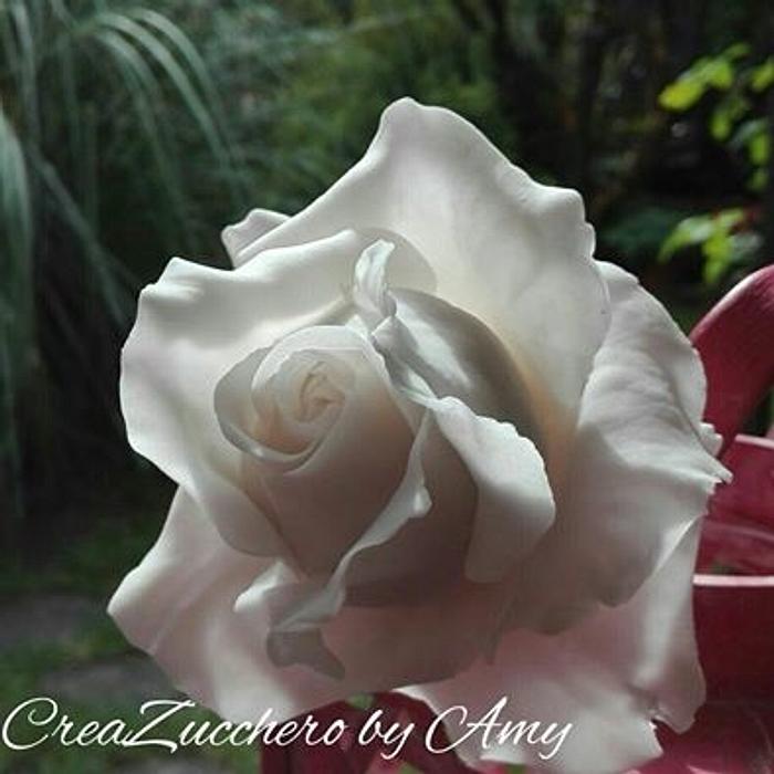 XL white rose