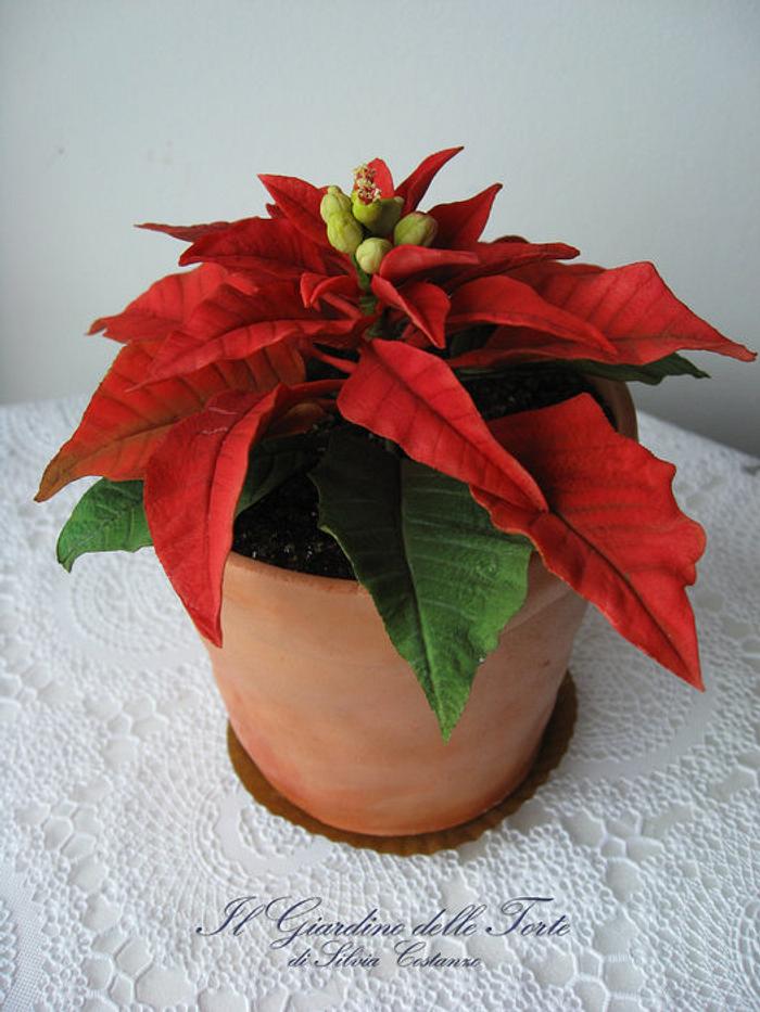 A sweet gift for Christmas: a flower pot with a red Poinsettia