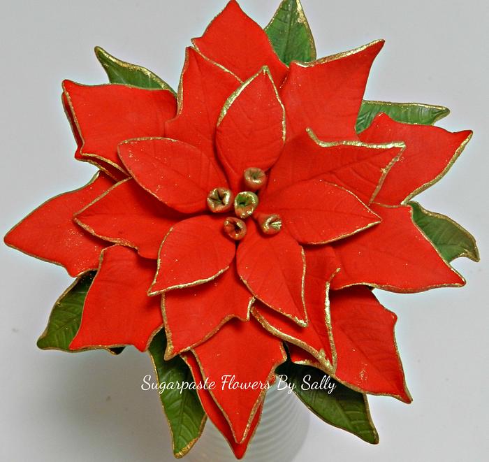Gold edged, red Poinsettia.