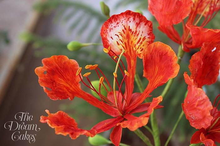 Sugar Flower - Gulmohar (The Flame Tree)