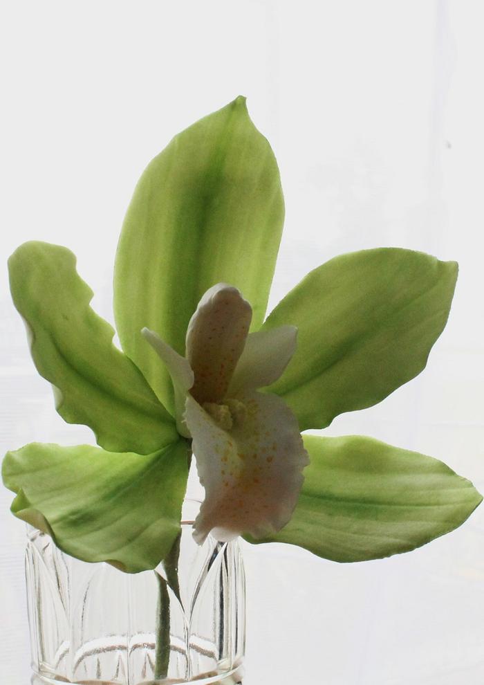 Sugar Cymbidium Orchid
