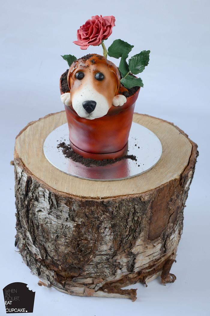 Beagle in a rose plant pot! 