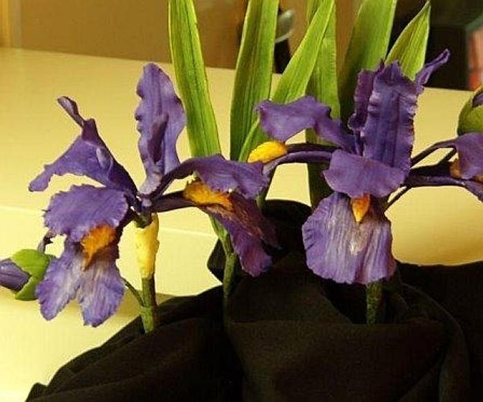 Gumpaste Iris