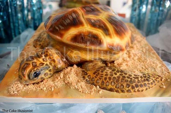 Sea Turtle Cake 