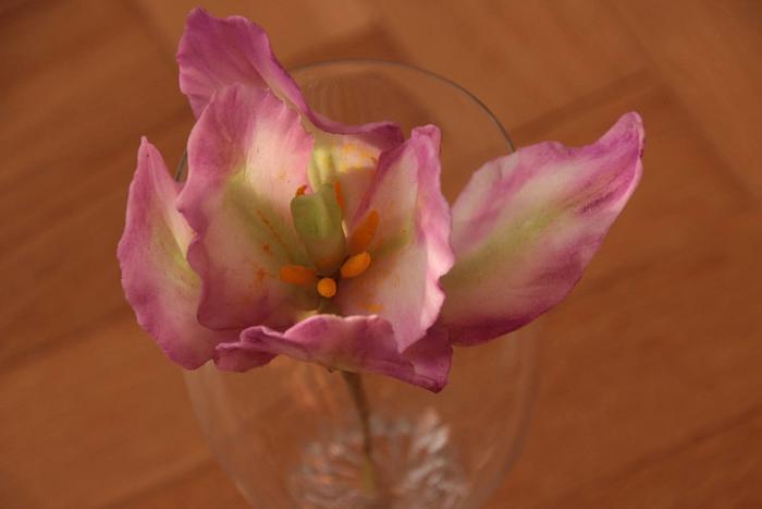 my first tulip