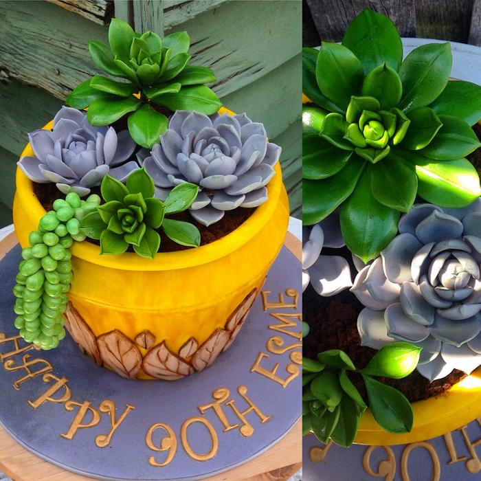 Ceramic pot and succulents
