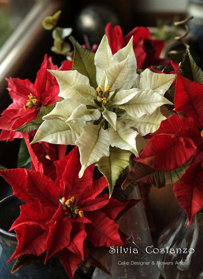 White and red Poinsettias