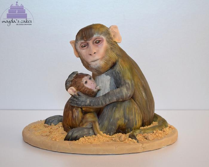 Rhesus Macaque - Animal Rights Collaboration