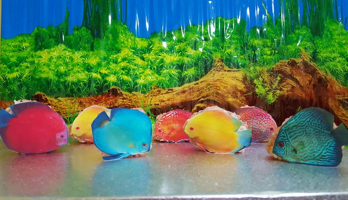 3D  aquarium Discus fish 
