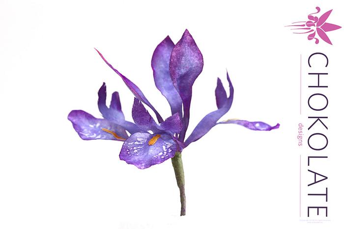 Wafer Paper Flower: Iris Pixie