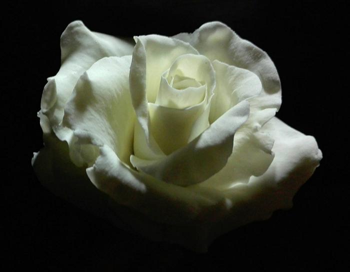 simply a rose