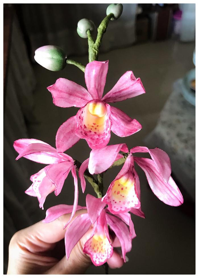 Sugar and Wafer Orchids 