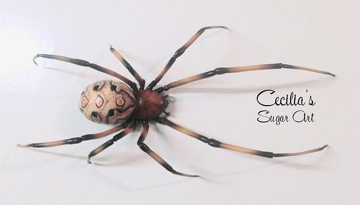 Brown widow Spider