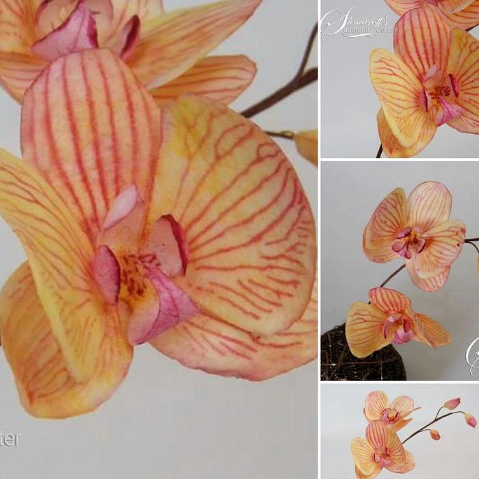 Moth Orchid in Autumn colors