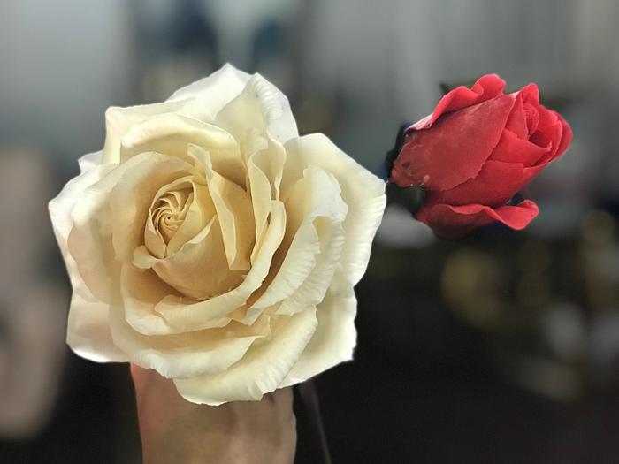 Rosa colombiana y rosa alambrada 