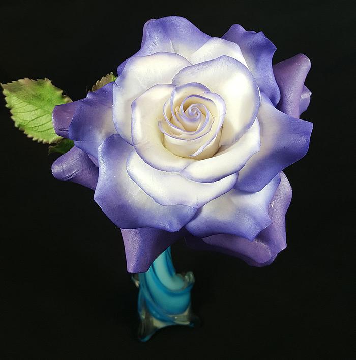 Single Rose in Violet-White 