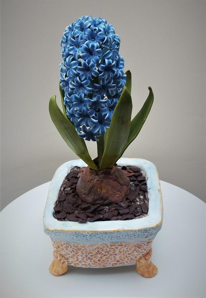 Sugar hyacith in a cake pot